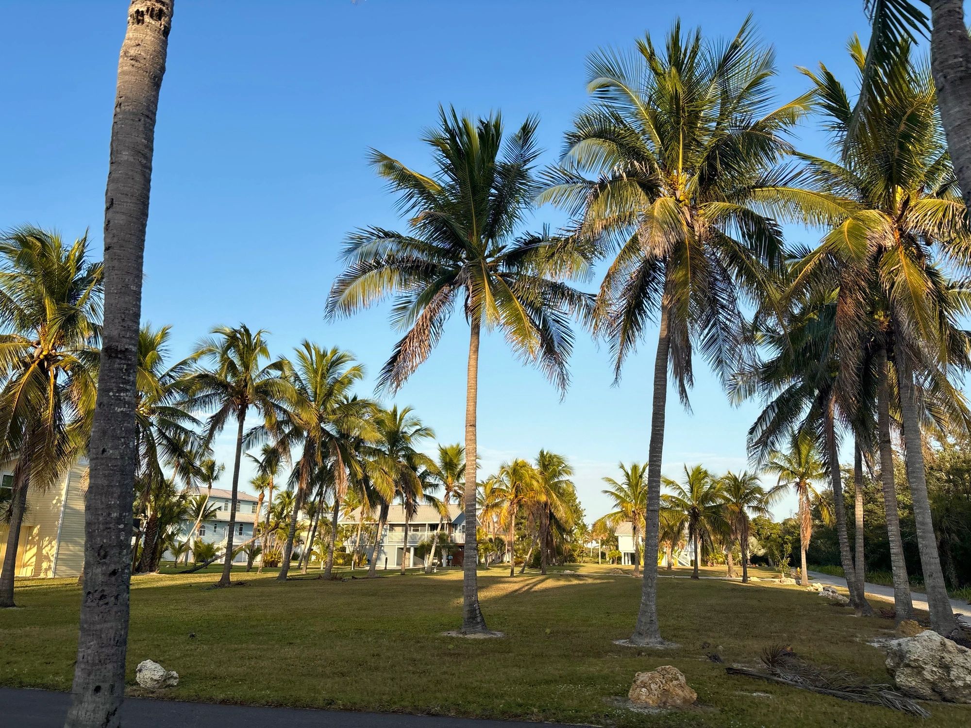 South Florida residential community with palm trees